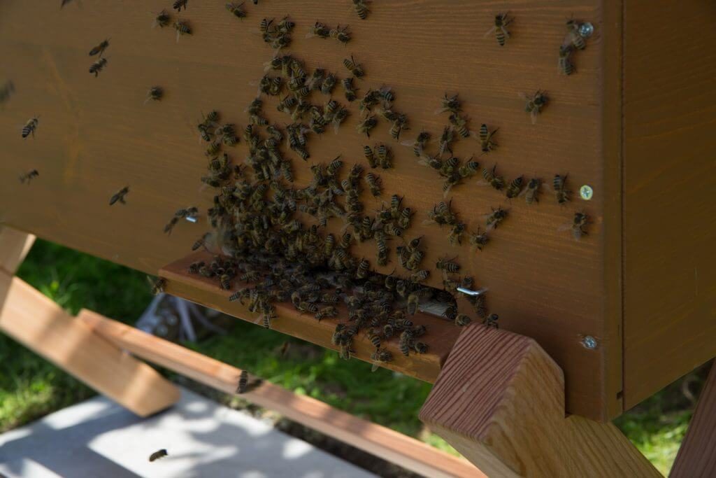 Die BienenBox von Stadtbienen e.V. bei Topgres